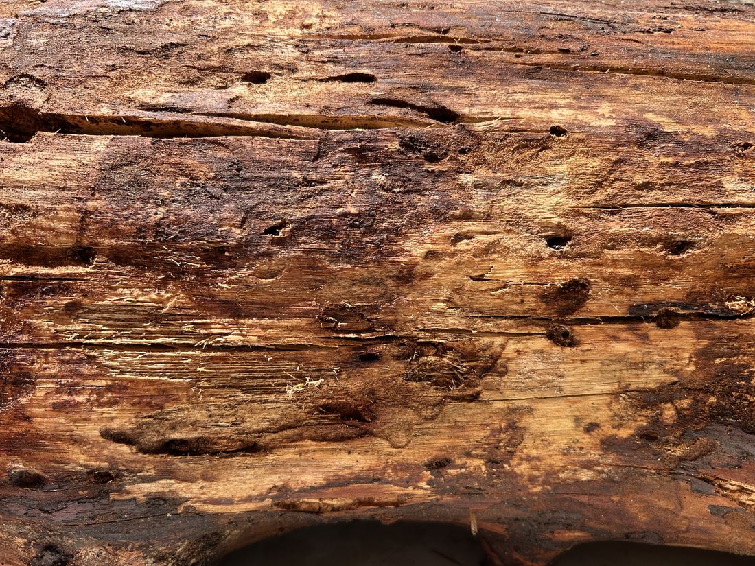 Bored wood