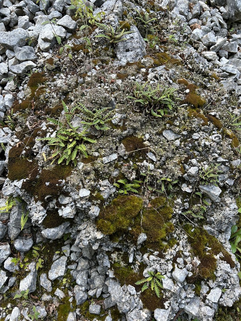 Colonised scree
