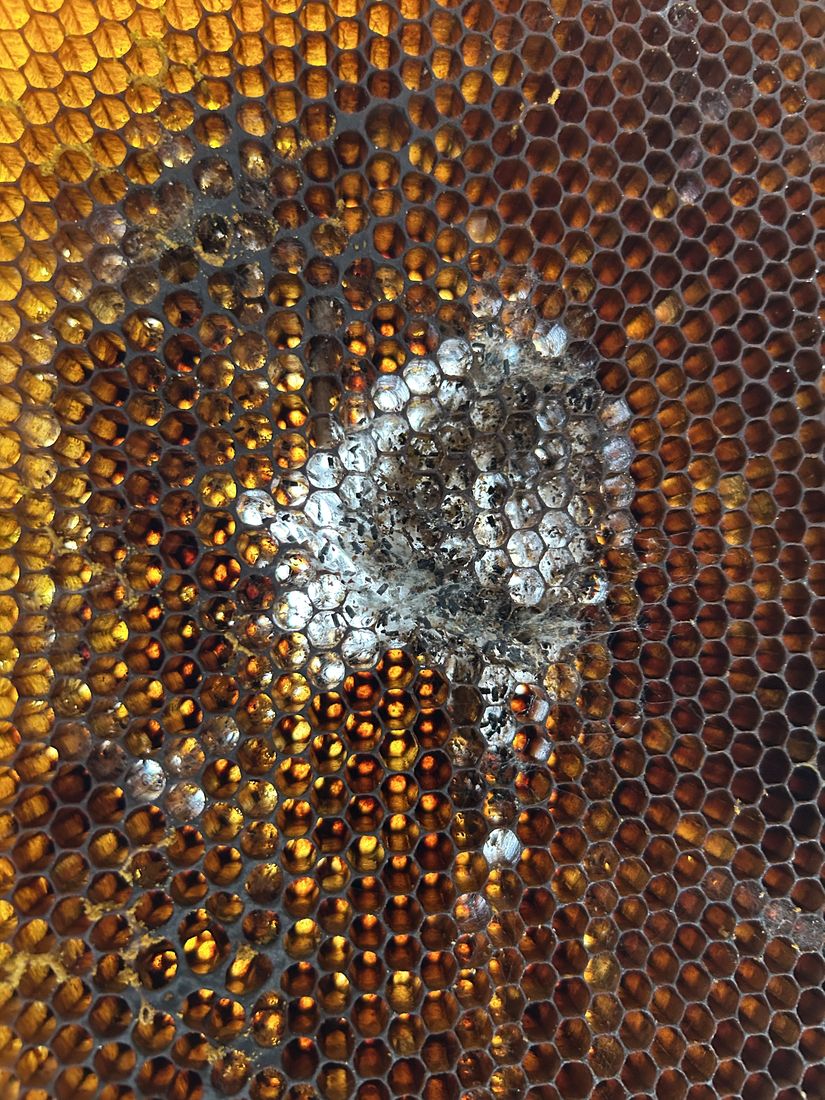 Comb eaten by wax moth
