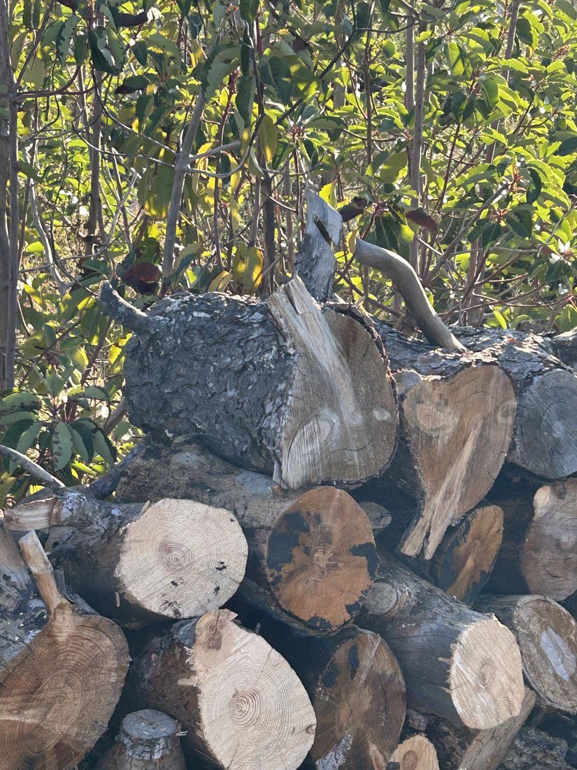 Cut pine
