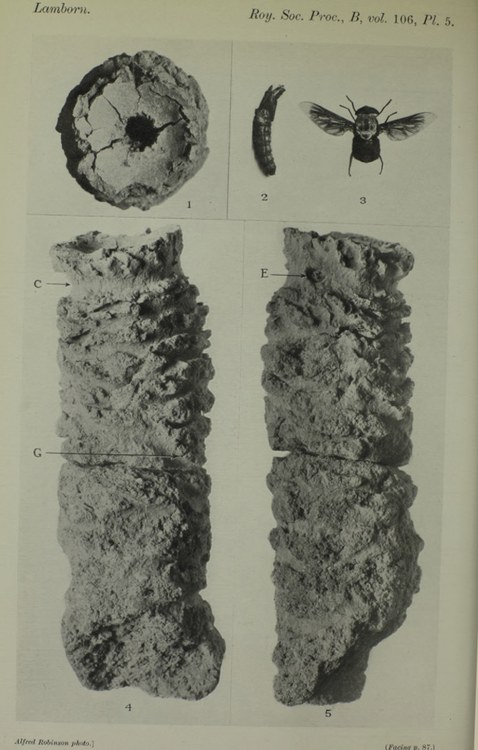Royal Society plate: nest cap, larva, adult bee and two nest tubes