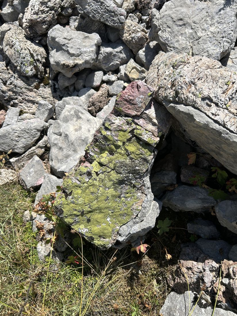 Lichen on limestone