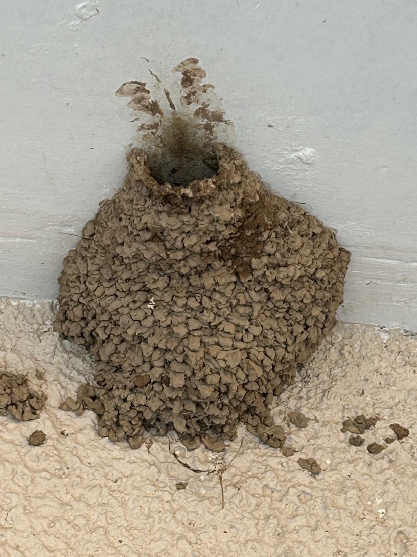 Mud nest