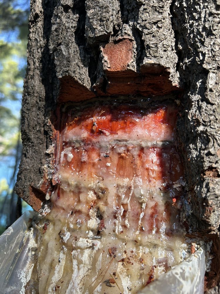 Resin tapping — the cut