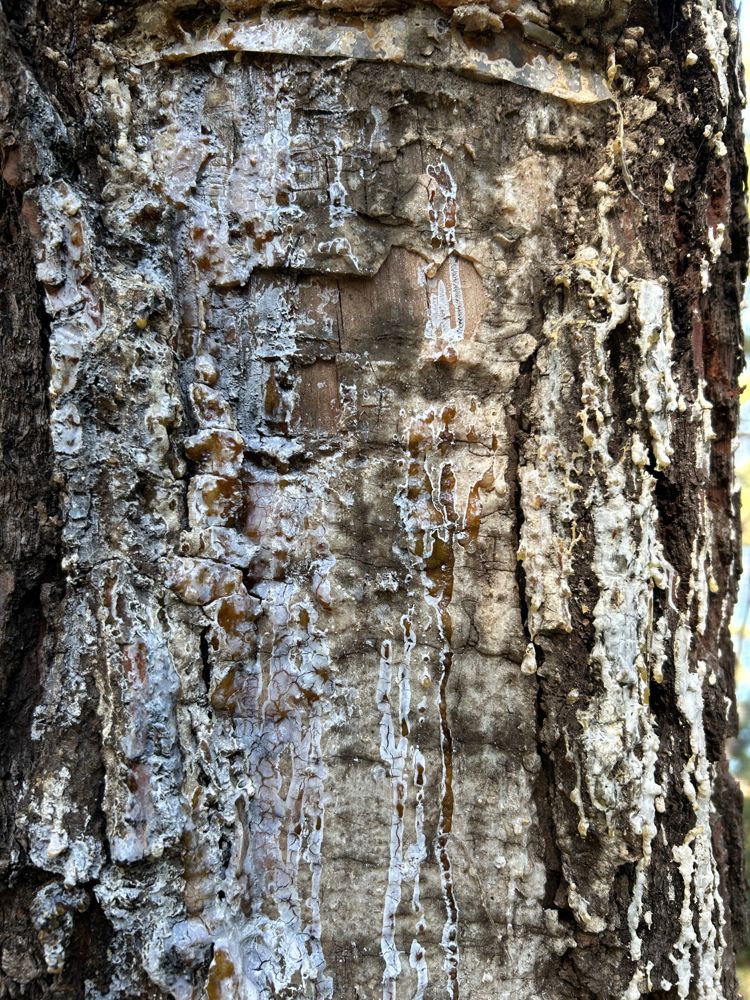 Resin tapping — the weathered face
