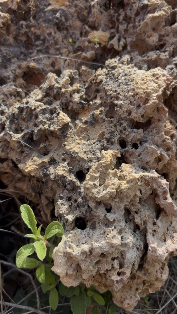 Wasp-colonised rock face
