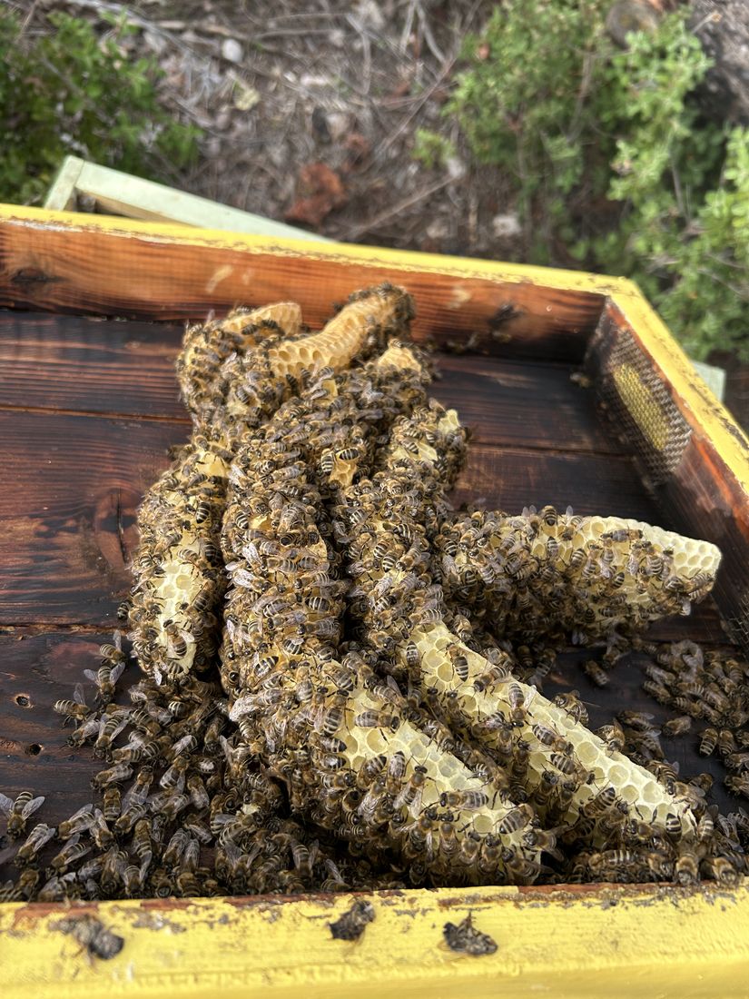 Wild comb in a hive